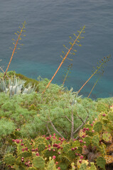 Slope covered with vegetation next to the coast. Miranda coast. Santa Cruz de La Palma. La Palma. Canary Islands. Spain.