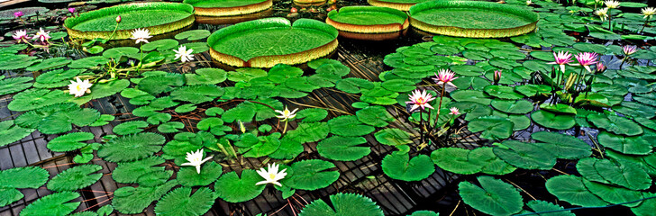 An impressive panoramic picture of water lilies
