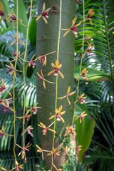 Cymbidium finlaysonianum is a species of Cymbidium found in Asia.