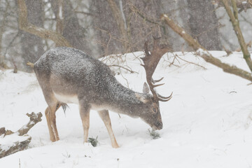 Fallow deer in the snowy world with freshly fallen snow. Photographed in the dunes of the Netherlands.