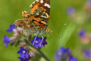 Close-up view of a beautiful Butterfly Drawn by Lady (Vanessa Cardui, Family: Nymphalids) on a blue flower in a meadow in the wild.