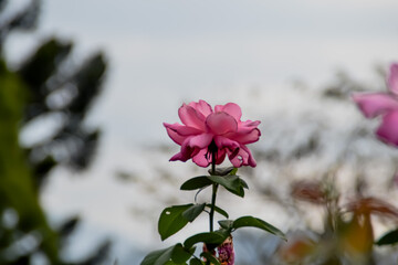 pink and white flowers