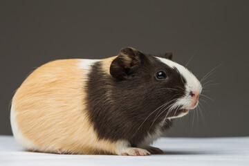 Guinea pig three colouring studio