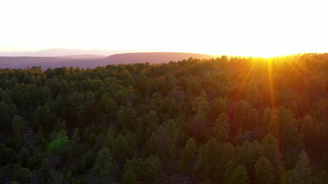 Forest on Mogollon Rim near Payson Arizona at Sunset