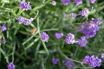 bee collecting pollen from lavender