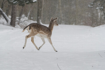 Fallow deer in the snowy world with freshly fallen snow. Photographed in the dunes of the Netherlands.