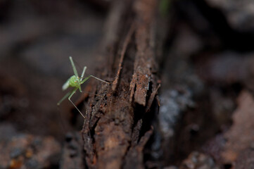 Bug on the forest floor. Cubo de La Galga. La Palma. Canary Islands. Spain.