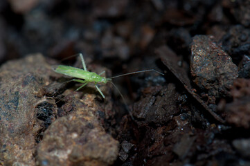Bug on the forest floor. Cubo de La Galga. La Palma. Canary Islands. Spain.