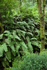 Chain ferns Woodwardia radicans. Cubo de La Galga. La Palma. Canary Islands. Spain.