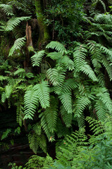 Fototapeta na wymiar Chain ferns Woodwardia radicans. Cubo de La Galga. La Palma. Canary Islands. Spain.