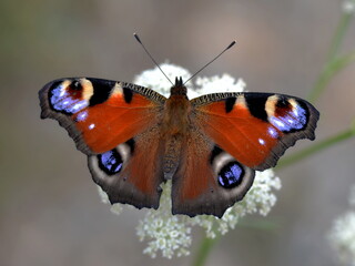 butterfly on a flower