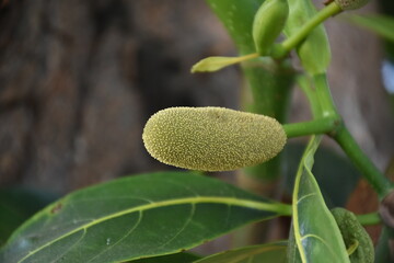 Raw and young jackfruits hanging on its tree, selective and soft focus.