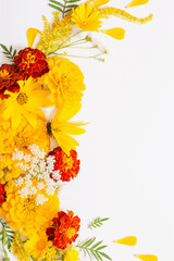 yellow and orange flowers on white background