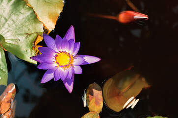 Lotus flower in pond.copy space for add text. - 416333965