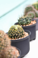 Cactus in a pot on table. - 416334121