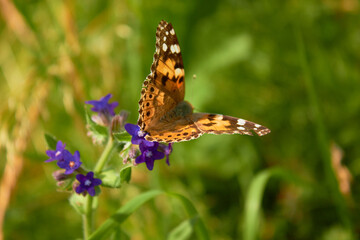Close-up view of a beautiful Butterfly Drawn by Lady (Vanessa Cardui, Family: Nymphalids) on a blue flower in a meadow in the wild.