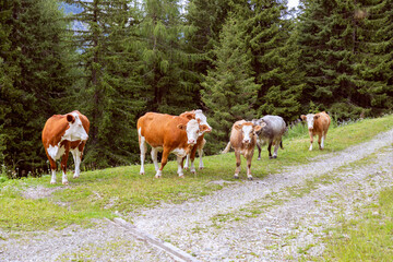 Group of cows in the italian alps.