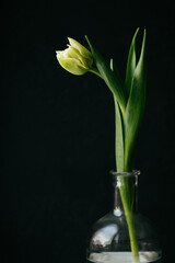 white tulip bouquet on a black background. spring flowers
