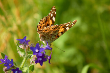 Close-up view of a beautiful Butterfly Drawn by Lady (Vanessa Cardui, Family: Nymphalids) on a blue flower in a meadow in the wild.