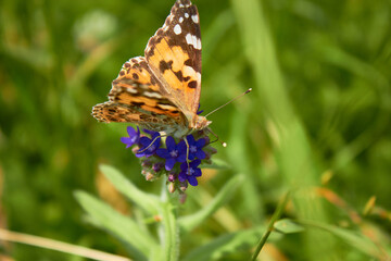 Close-up view of a beautiful Butterfly Drawn by Lady (Vanessa Cardui, Family: Nymphalids) on a blue flower in a meadow in the wild.