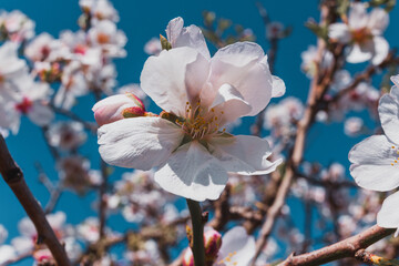 beautiful almond blossoms in a sunny day.