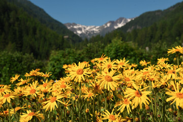 fiori arnica benessere crema natura 