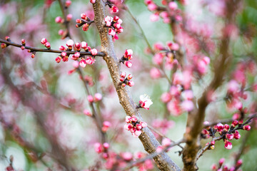 (Selective focus) Stunning view of some Plum blossoms in the foreground and blurred green trees in the background.  Blossom season, natural background. Tokyo, Japan.