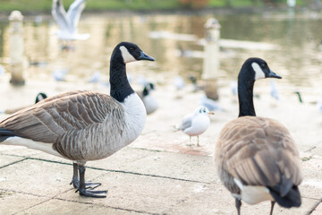 Two canada geese walking on a pavement with other birds in background, black gray and white big birds in the town or city looking for food, species from North America spread successfully in the UK.