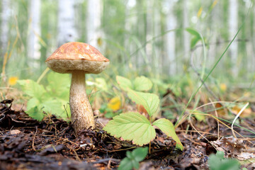 boletus mushroom with beige cap on a background of mixed forest and grass