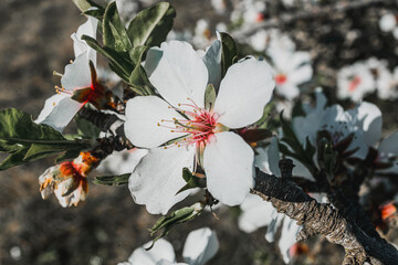 beautiful almond blossoms in a sunny day.