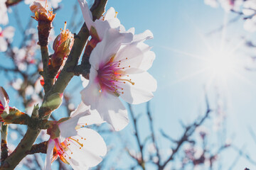 beautiful almond blossoms in a sunny day.