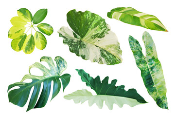 Set of Tropical Variegated Leaves Isolated on White Background with Clipping Path © masummerbreak