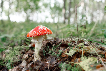 fly agaric on the background of forest and grass