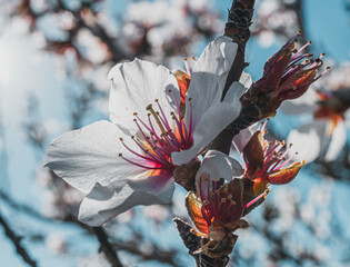 beautiful almond blossoms in a sunny day.