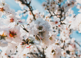 beautiful almond blossoms in a sunny day.
