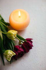white and purple tulips and a candle on the white background. Spring romantic concept. A place for text.