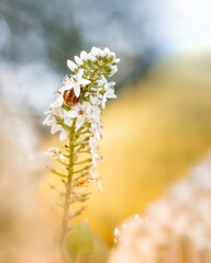 Macro of a white flower against a yellow background. Snail shell inside the flower. Shallow depth of field, soft focus and blur with soft foreground elements
