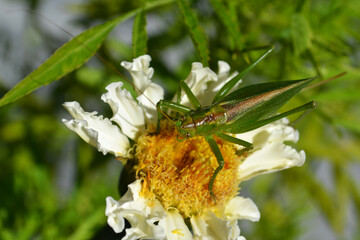 The green locust sits on a white flower