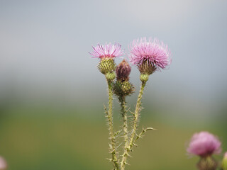 thistle in bloom