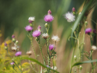 thistle flower