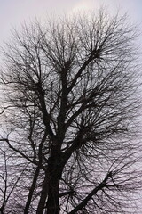 The silhouette of a tree with many branches against the sky