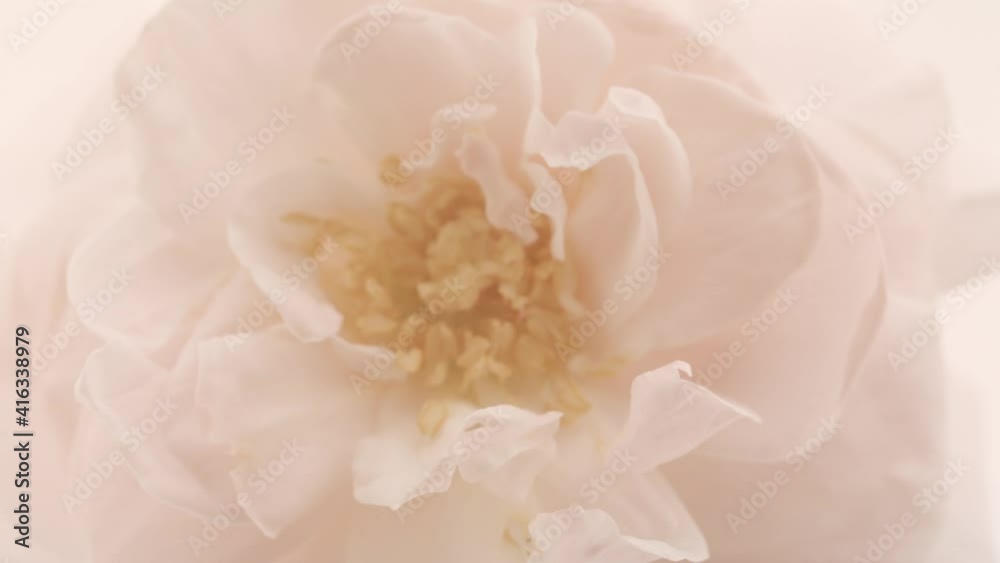 Sticker Beautiful opening pink rose on white background. Petals of Blooming pink rose flower open, time lapse, close-up. Holiday, love, birthday design backdrop. Bud closeup. Macro. 4K UHD video timelapse.