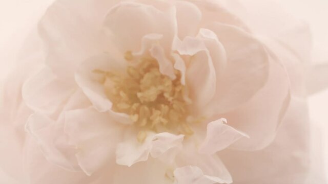 Beautiful opening pink rose on white background. Petals of Blooming pink rose flower open, time lapse, close-up. Holiday, love, birthday design backdrop. Bud closeup. Macro. 4K UHD video timelapse.
