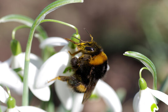 eine hummel sammelt pollen bei den schneegl&ouml;ckchen