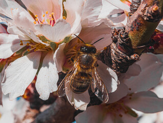 A bee on a white almond tree flower