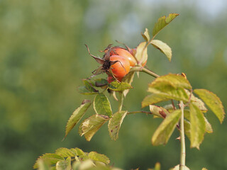 berries of a dogrose