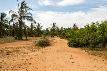Fototapeta na wymiar Dirt road and coconut palms near