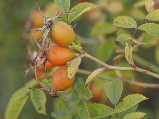 berries of a dogrose
