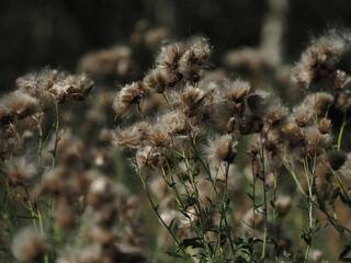 fluffy flowers