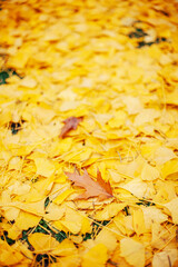 Naklejka na ściany i meble Beautiful yellow fallen autumn leaves. Background.